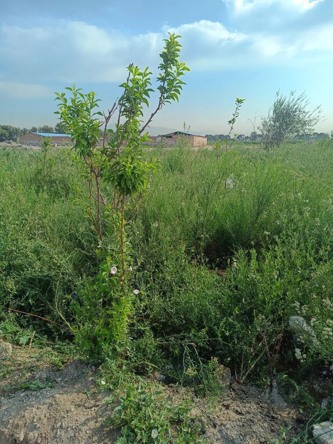 زمین باغی سند وکالتی