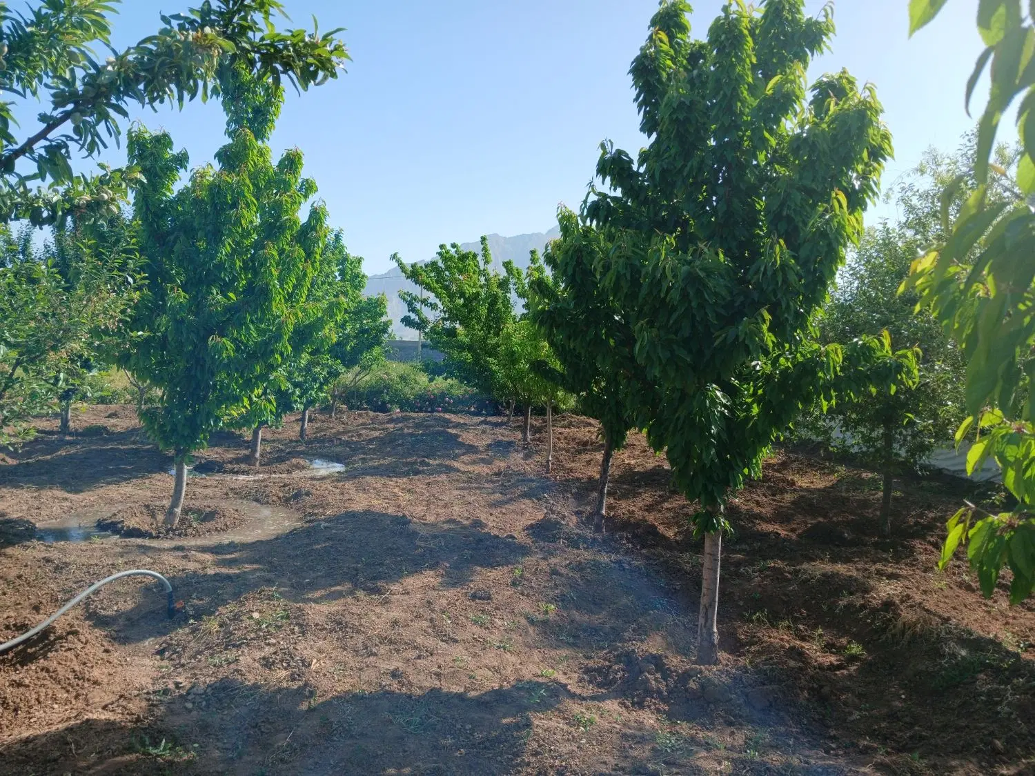 باغ الهیه