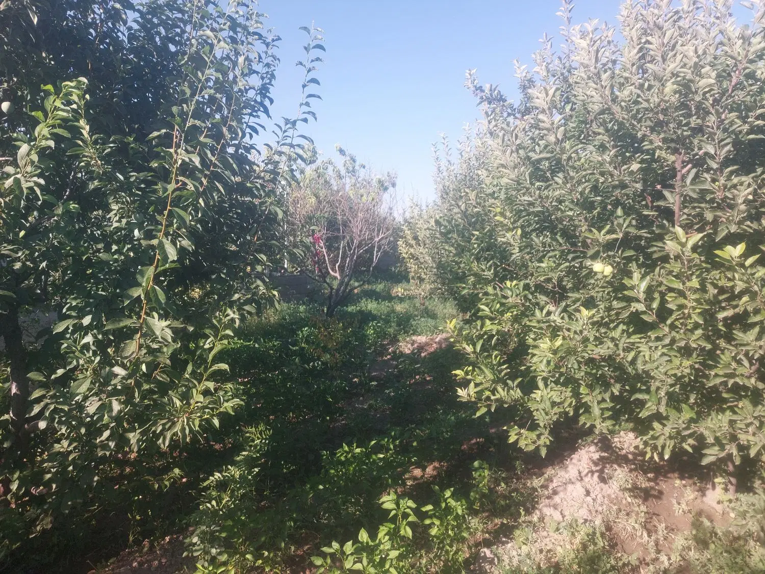 فروش زمین مسکونی تربیت بدنی شهرک گلمان