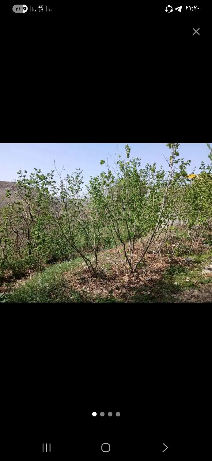 وشنوه کهک باغ باغچه