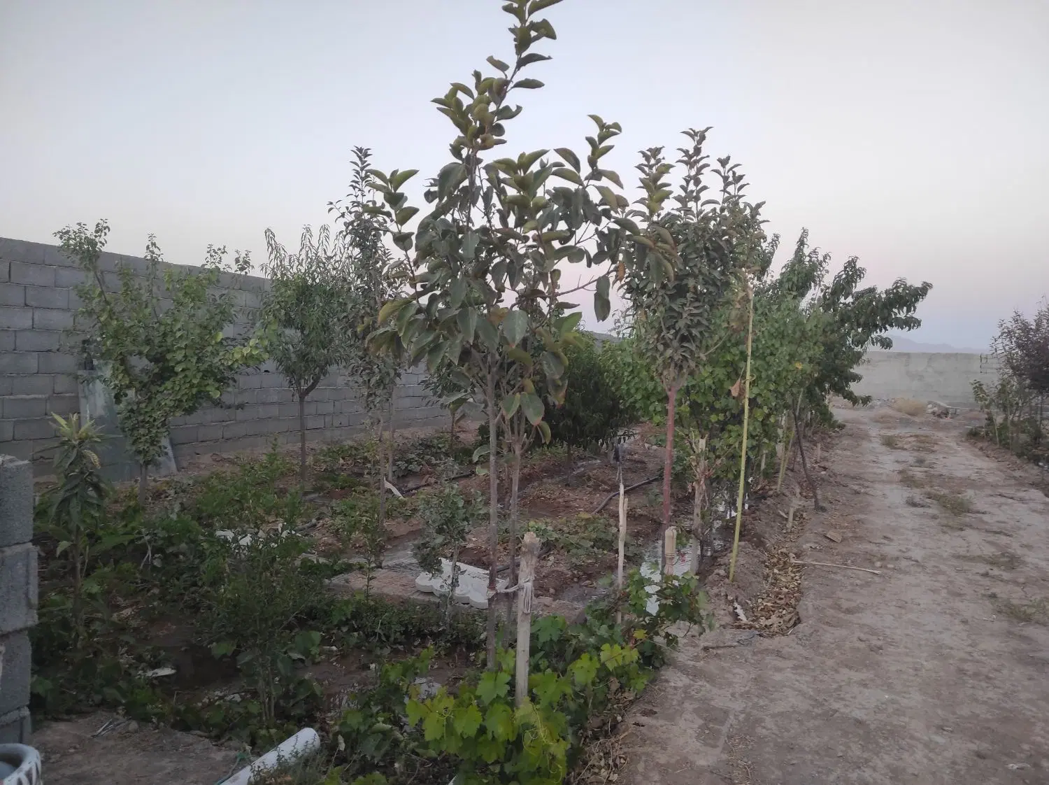 زمین 730متری