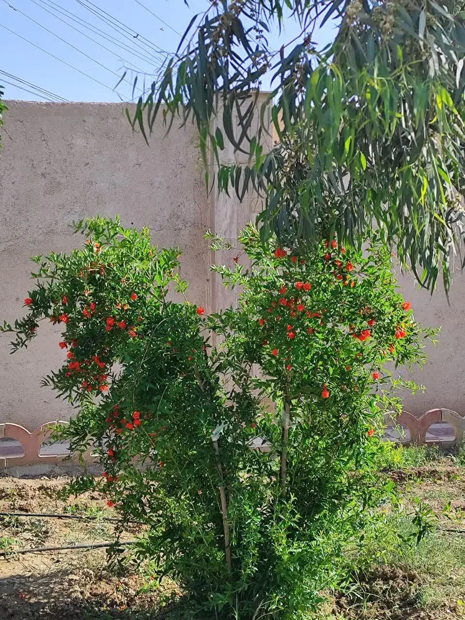 باغ ویلا