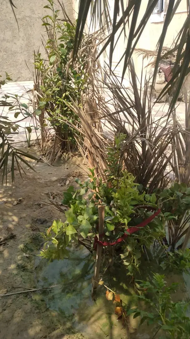 رهن کامل خانه ویلایی