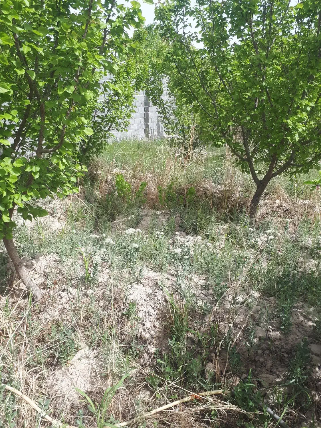 فروش باغ میوه