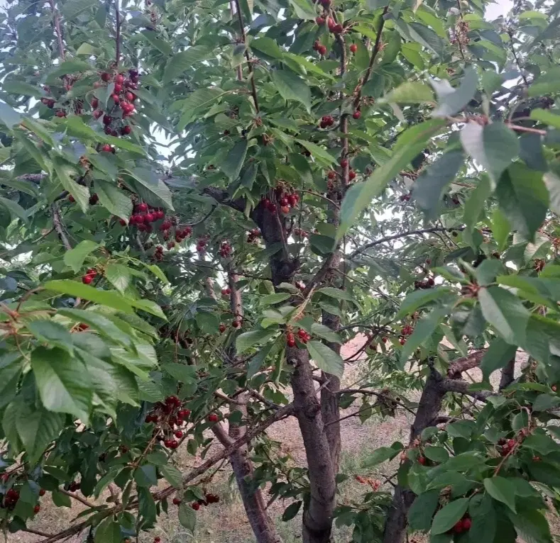 فروش باغچه نقلی در باغ شهر زیبای هوره - چهارمحال