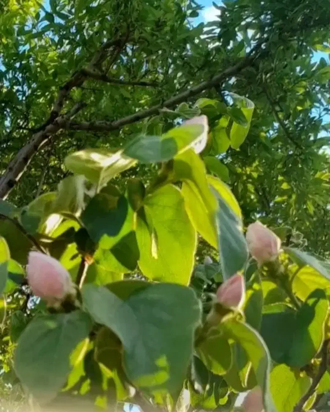 باغ پسته در روستای زرین آباد با آب چشمه