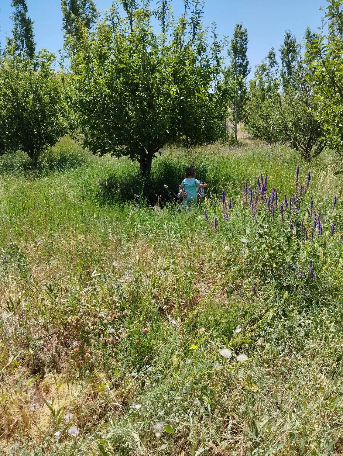 زمین زراعی