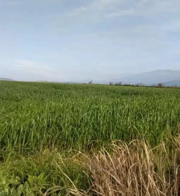 زمین کشاورزی ابی