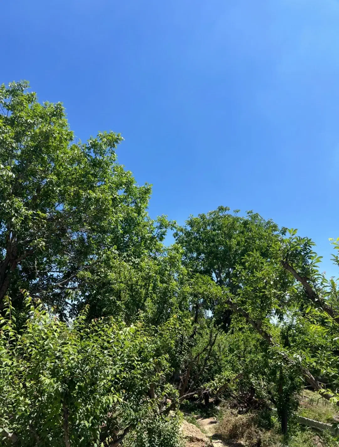 باغچه رامجین خیابان ساحل شرقی