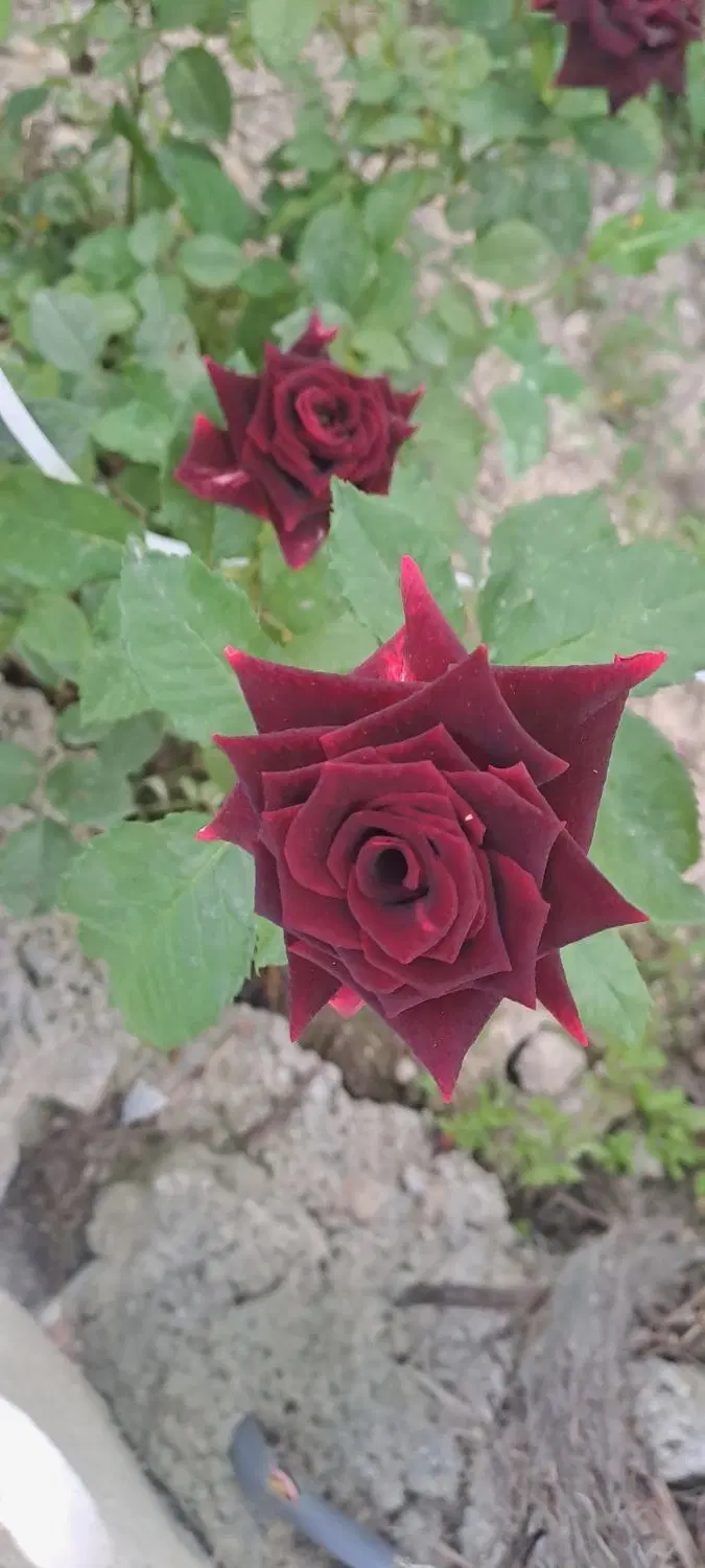 باغچه شهریار