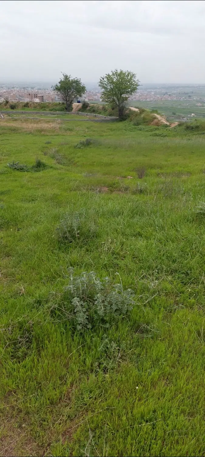 زمین گلشهر ۲۶ زعفرانیه