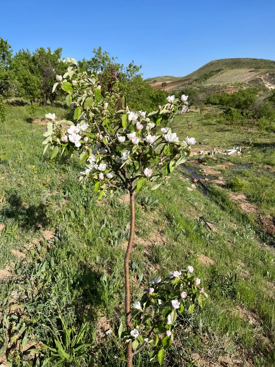 باغ روستا گرکین