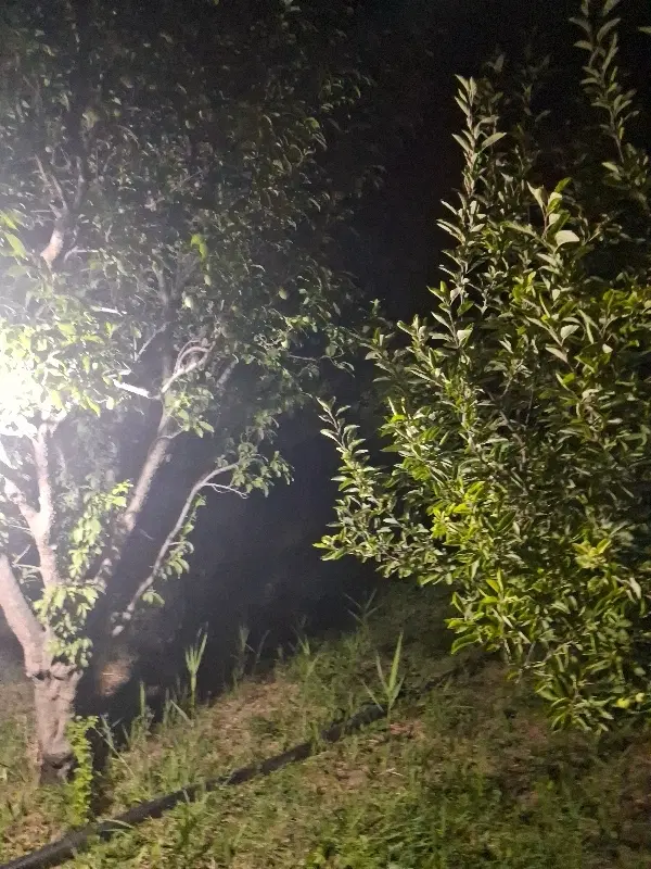 باغچه