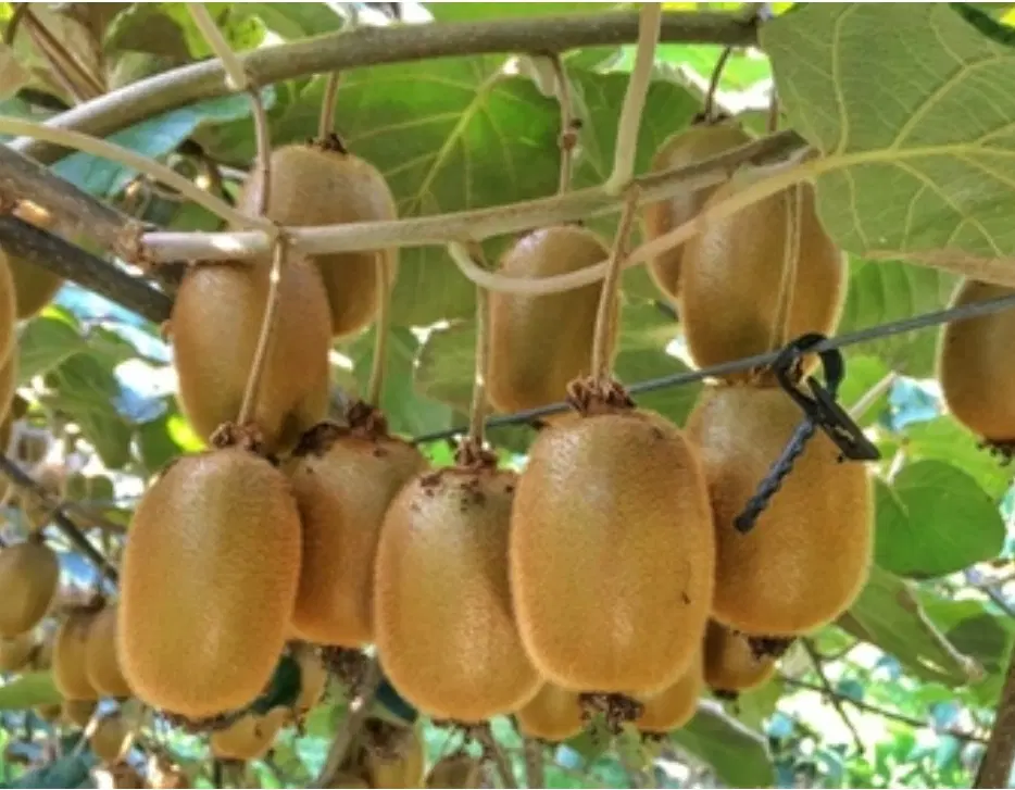 1280متر مناسب سرمایه گذاری و ساخت ویلا