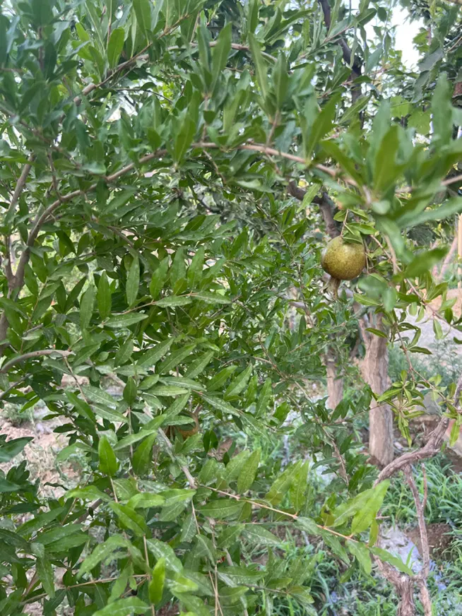 باغچه