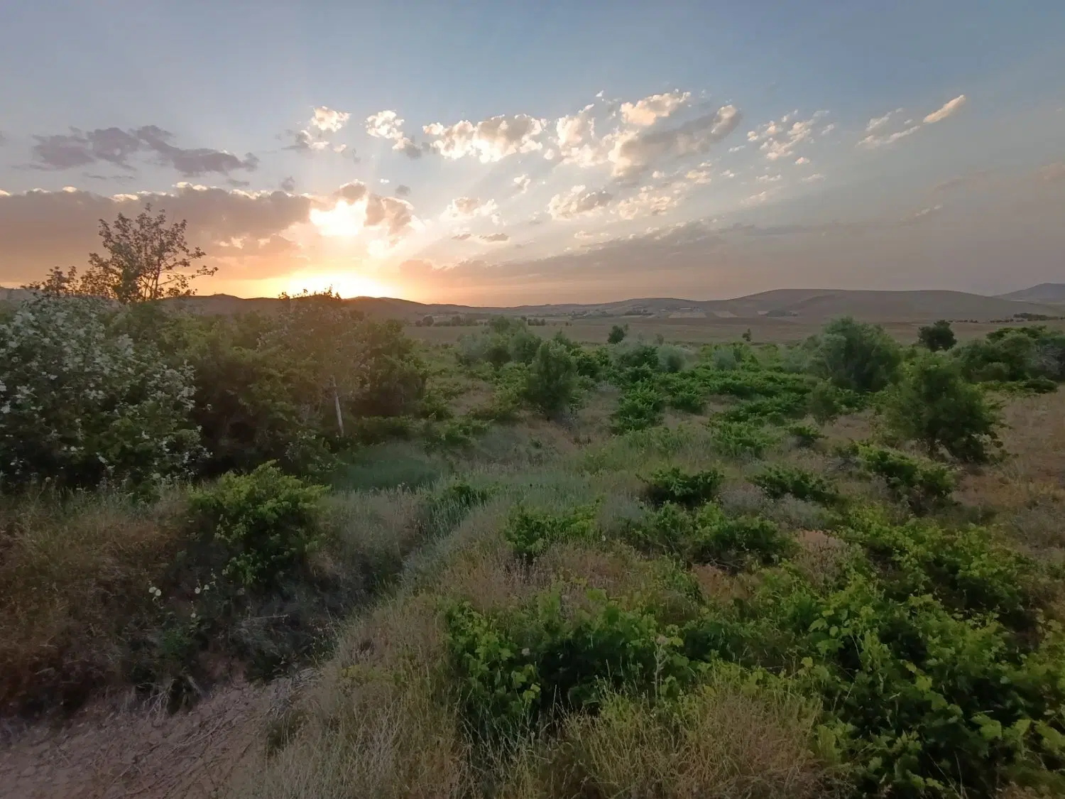 فروش باغ انگور