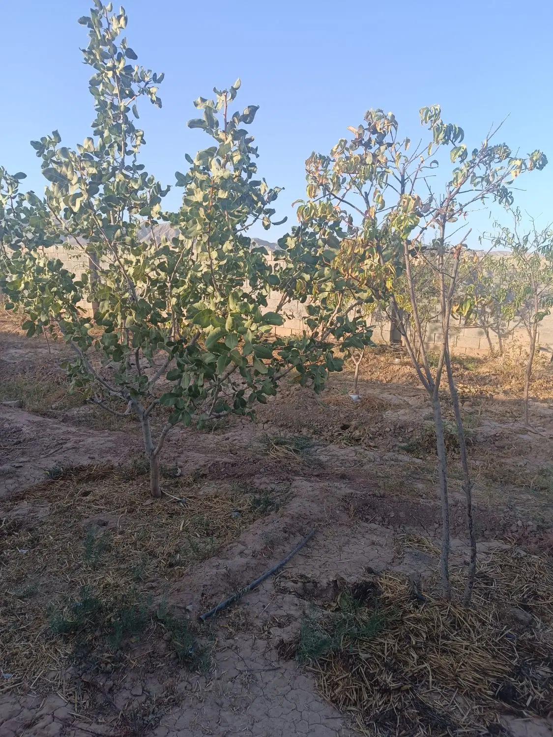 باغ در برزش آباد ۱۰۰۰ متری