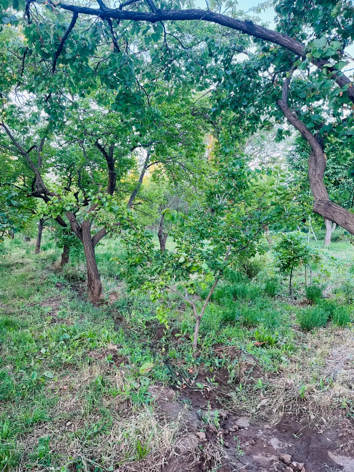 باغ بینظیر در مرند