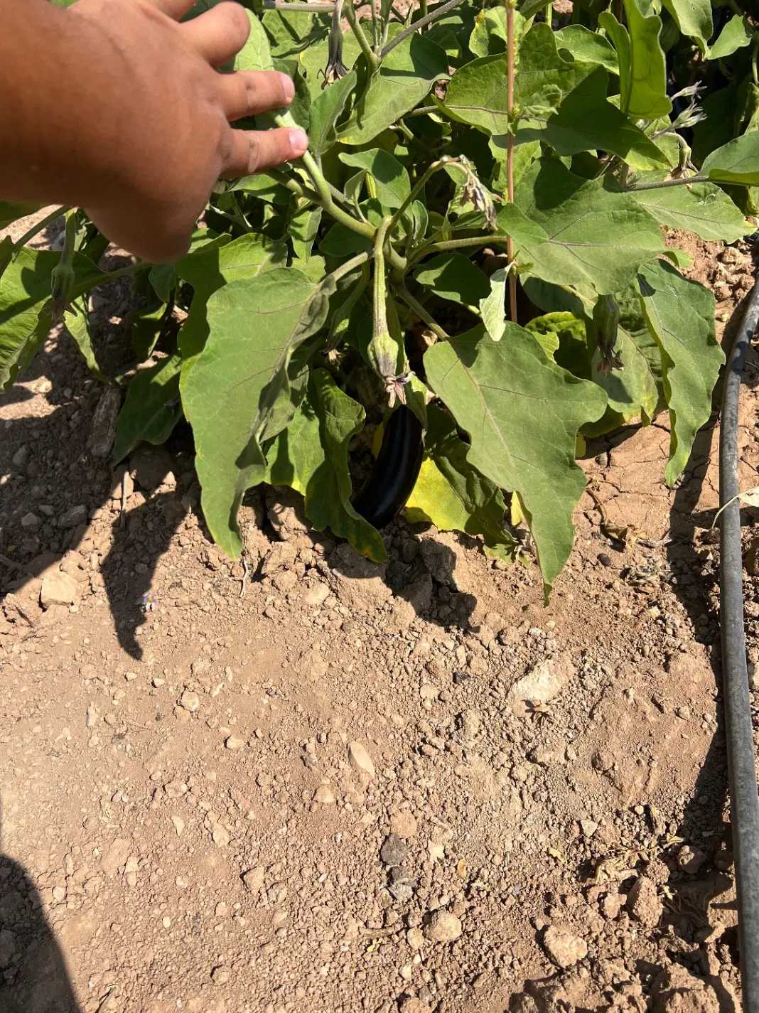 باغ طرح عمان