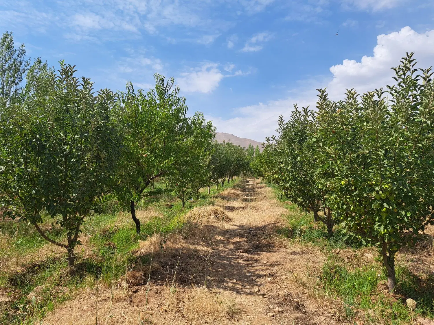 روستای بان وگلشن اباد