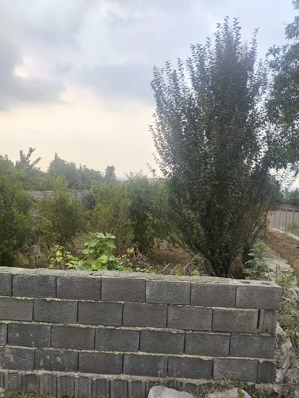 زمین باغی