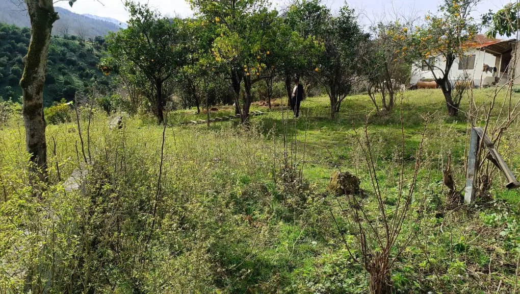 زمین رحیم آباد
