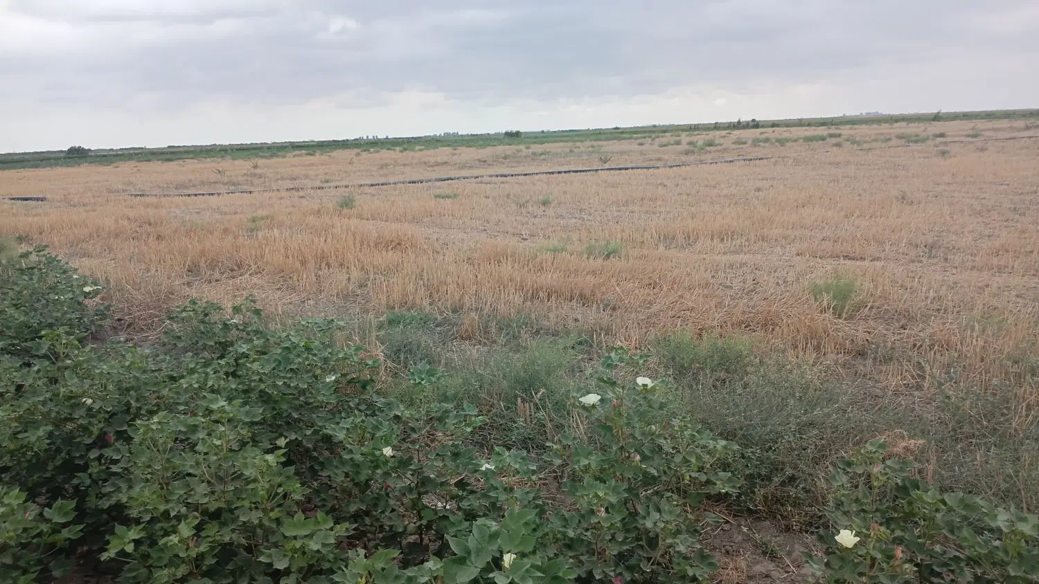 اجاره زمین