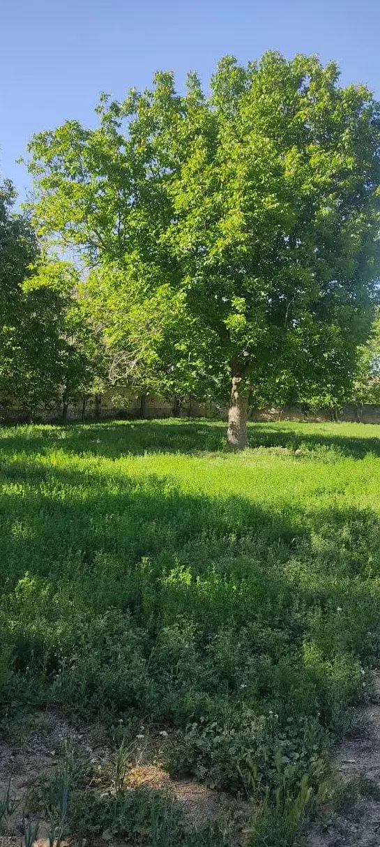 خانه باغ ویلایی