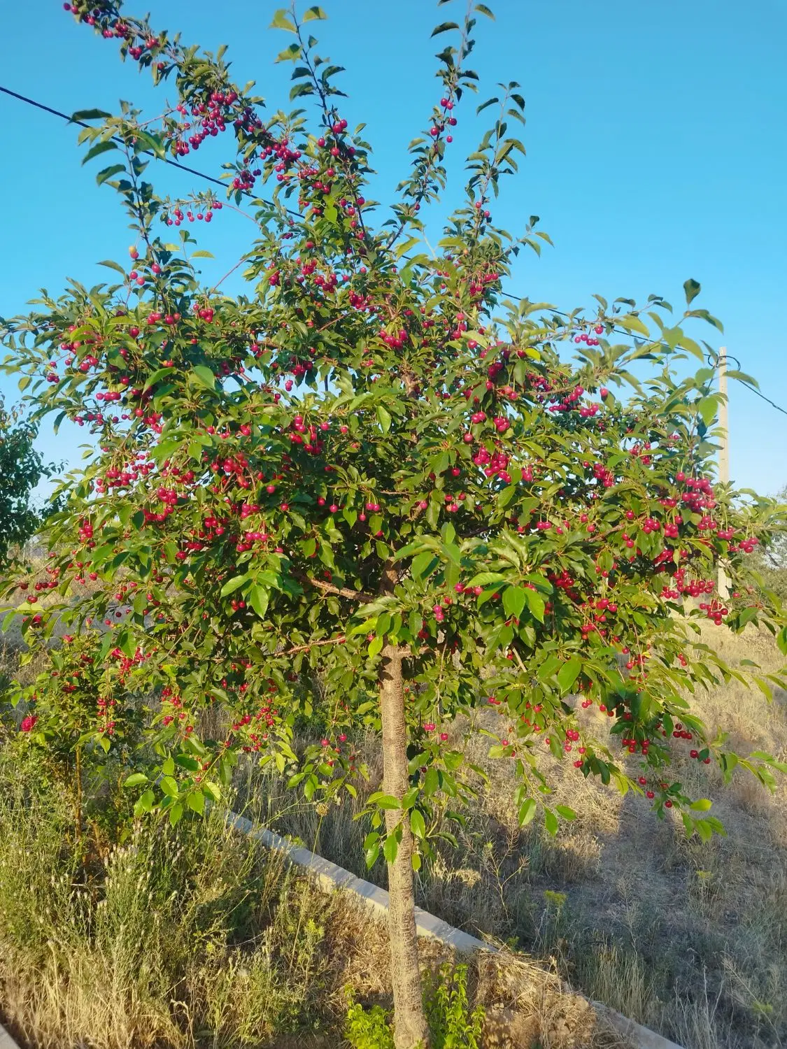 فروش باغ شهر رضوان ۵کیلومتری زنجان