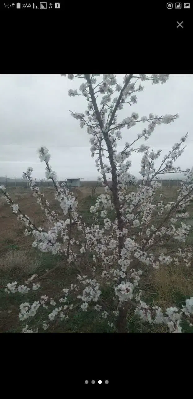 باغ فروشی زرنان