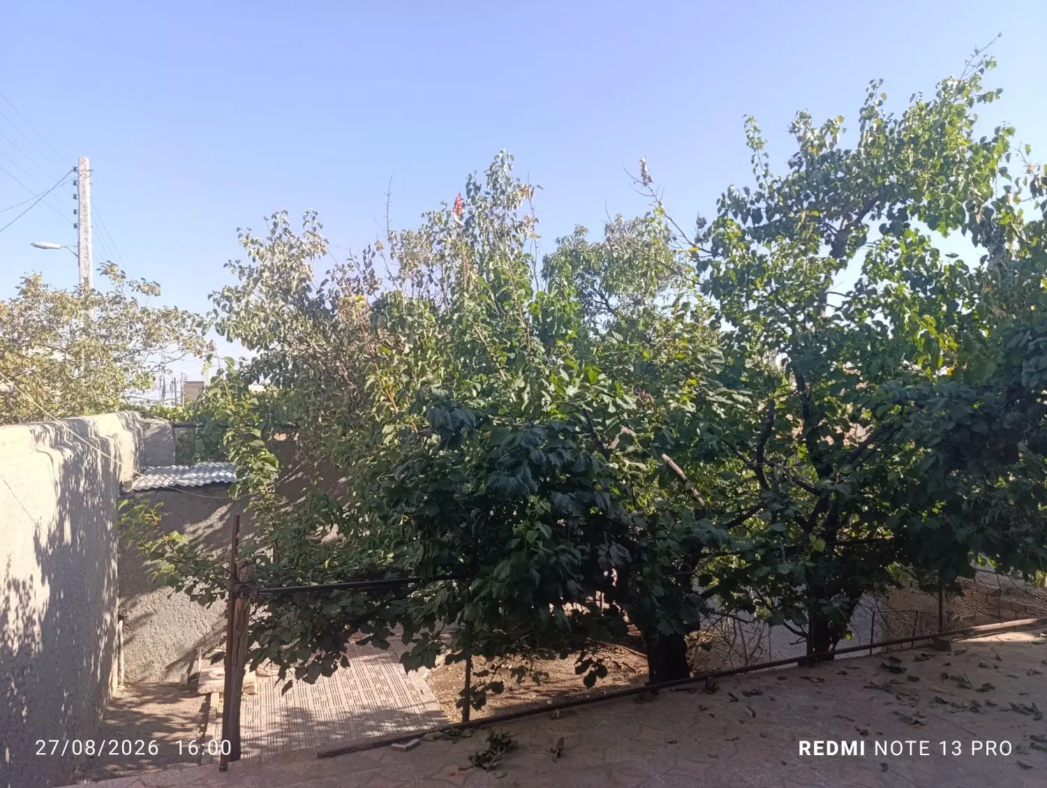 باغ سند تک برگ