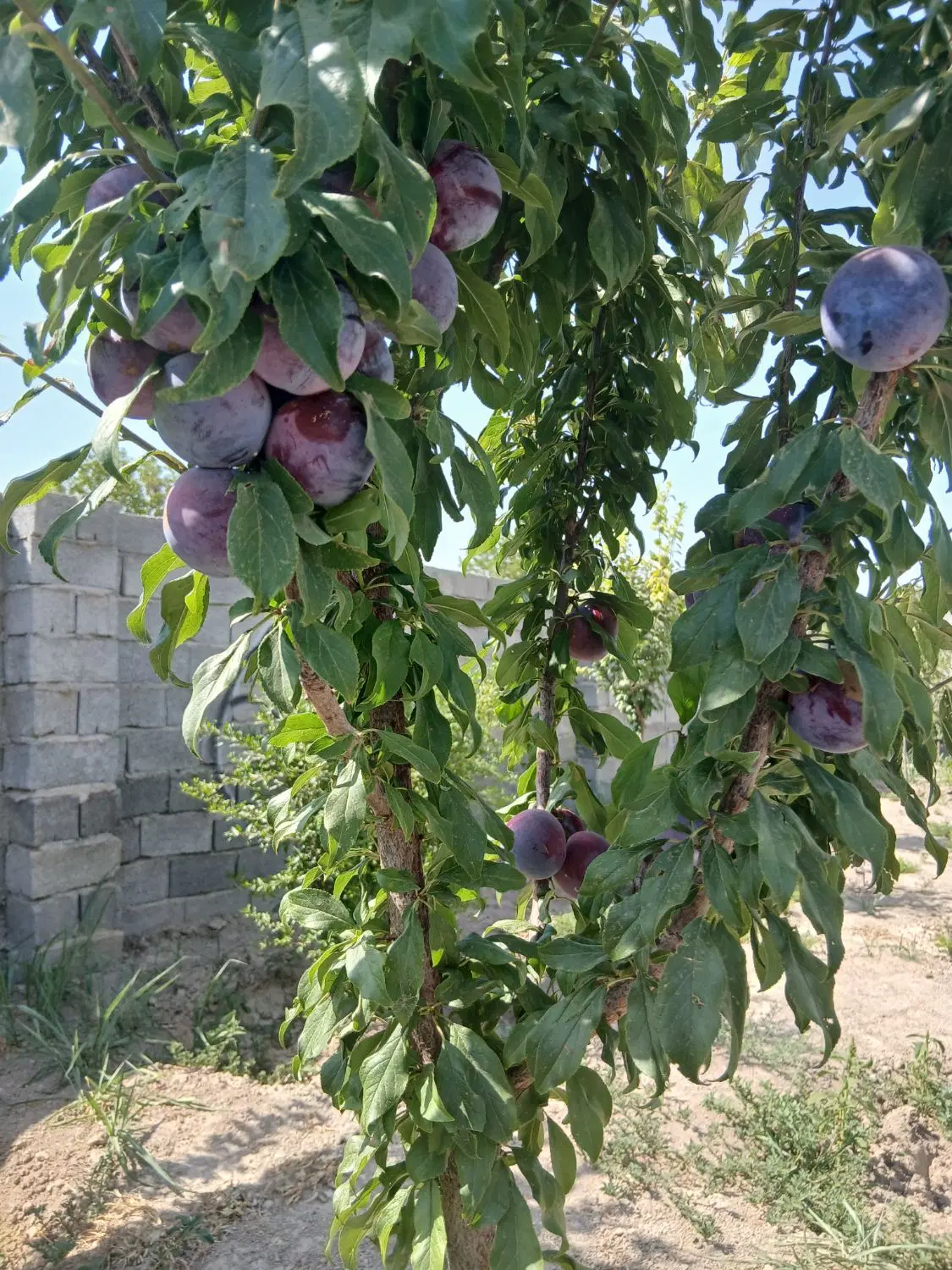 باغچه