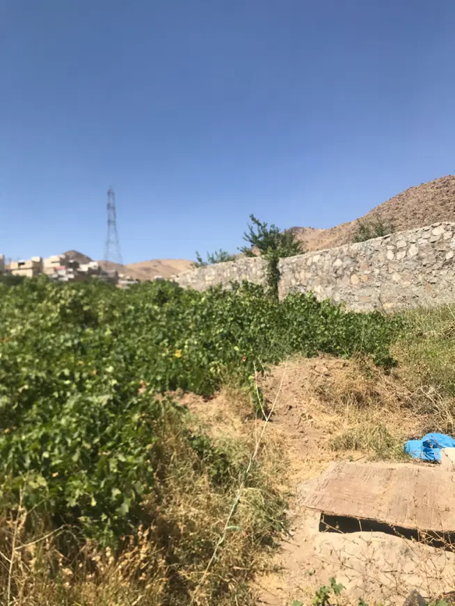 زمین باغ انگور پائین کره