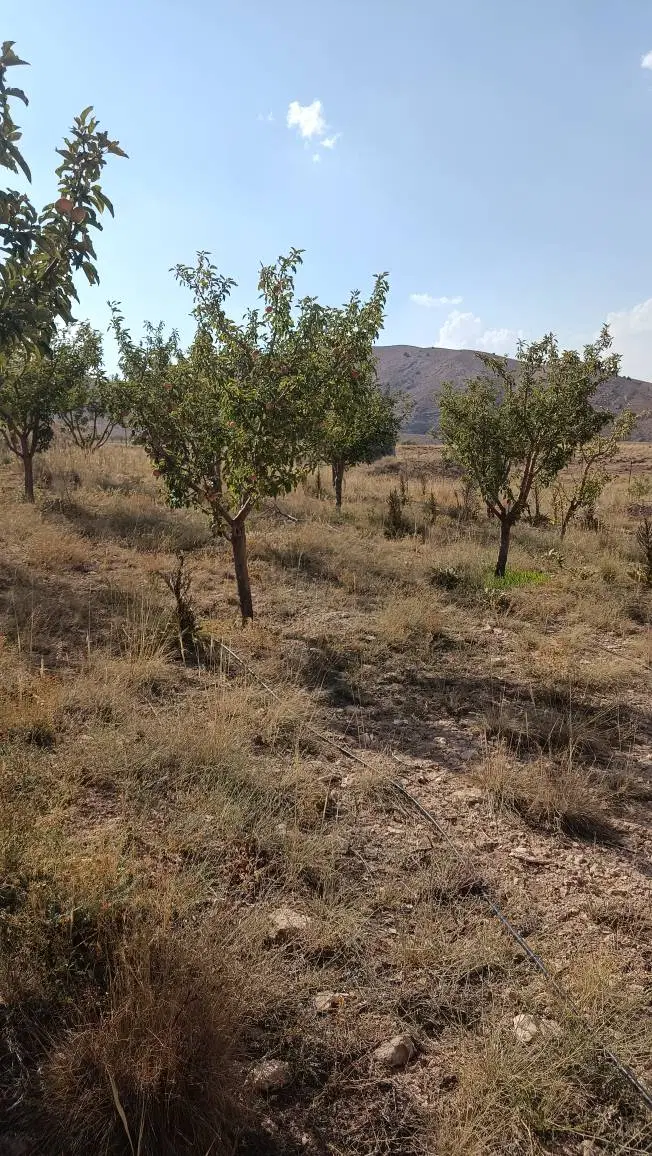 باغ هکتاری درختان مثمر فیروزکوه ،فروش یا معاوضه