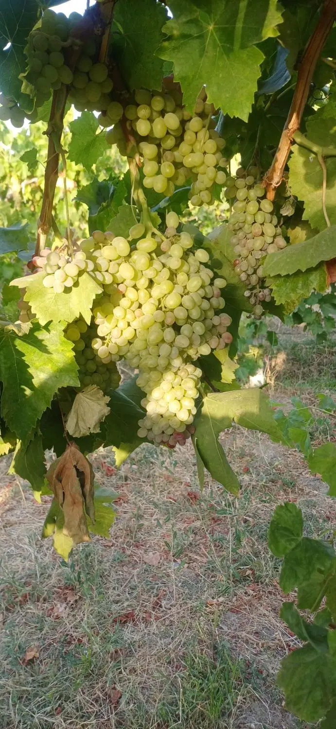 اجاره باغ