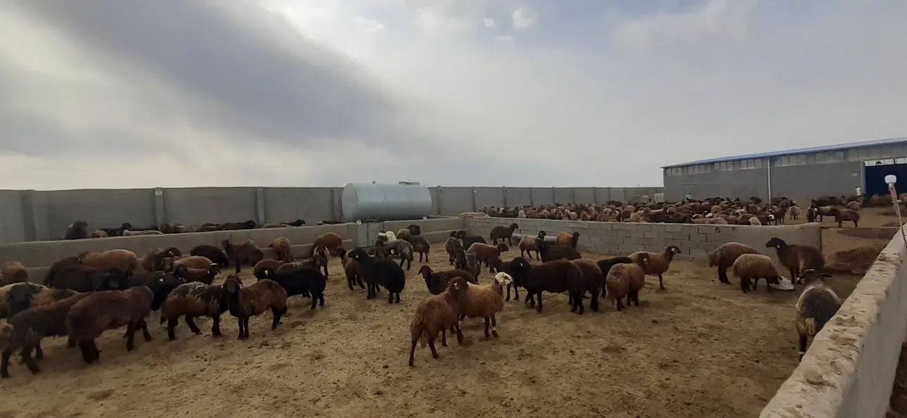 دامداری جاده فریمان