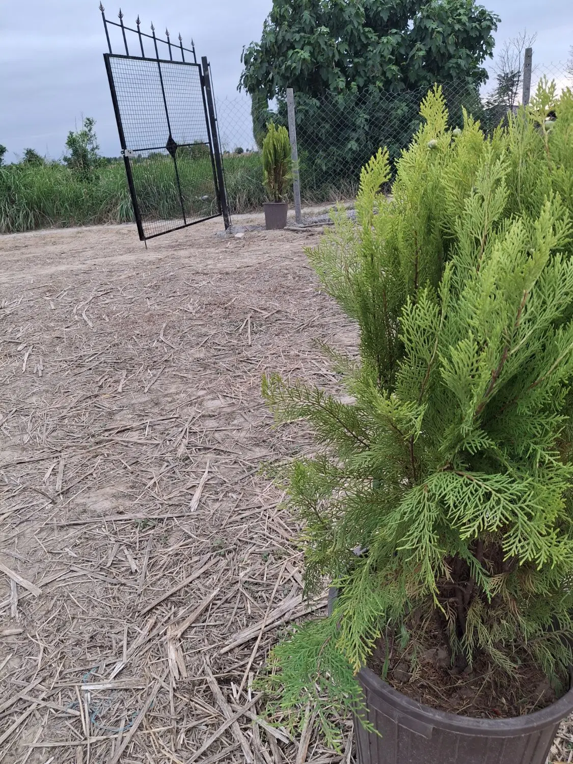 زمین باغی ۱۰۰۰ متری ۵۸۰ ملیون تومان