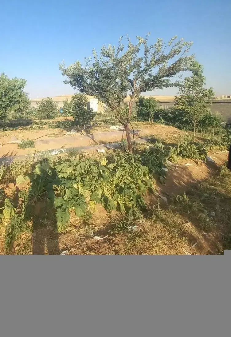 باغشهری قلات ،آب پَرده