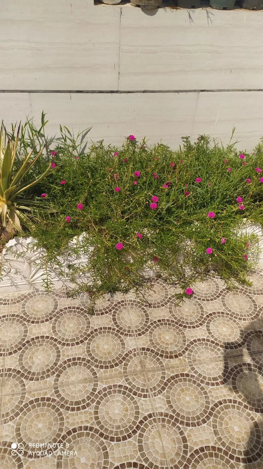 زمین گورک خیش اشکن