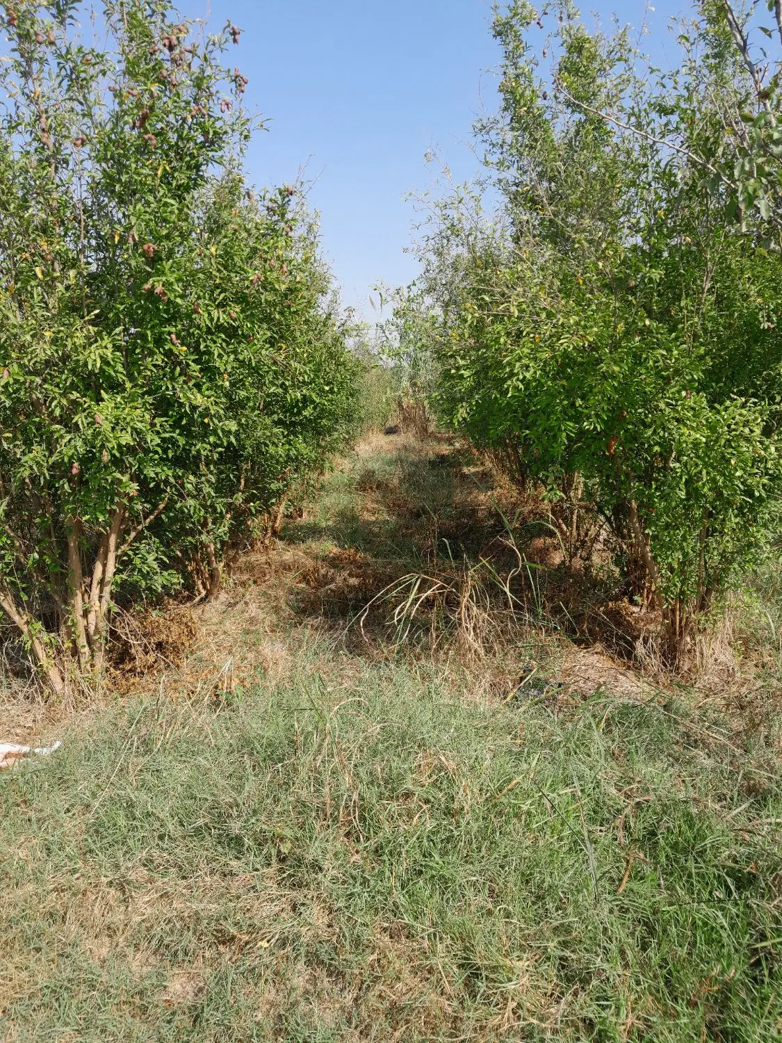 زمین