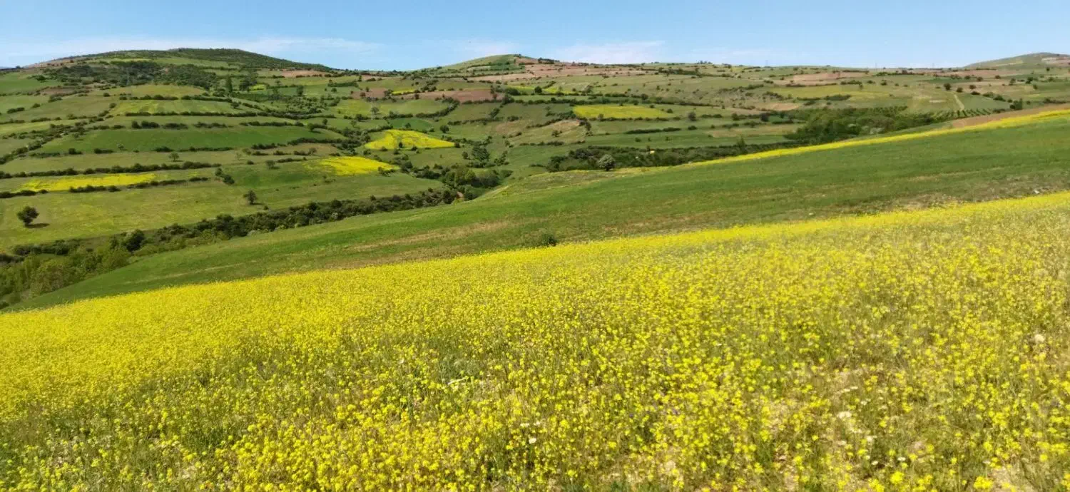 زمین باغی