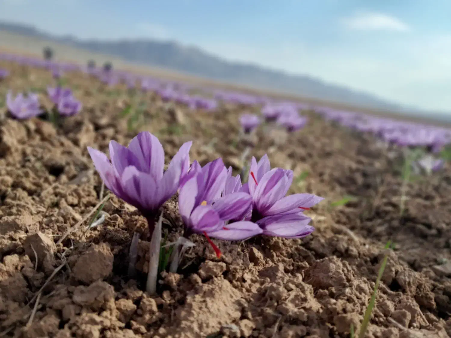 زمین زعفران اجاره نصفه کاری