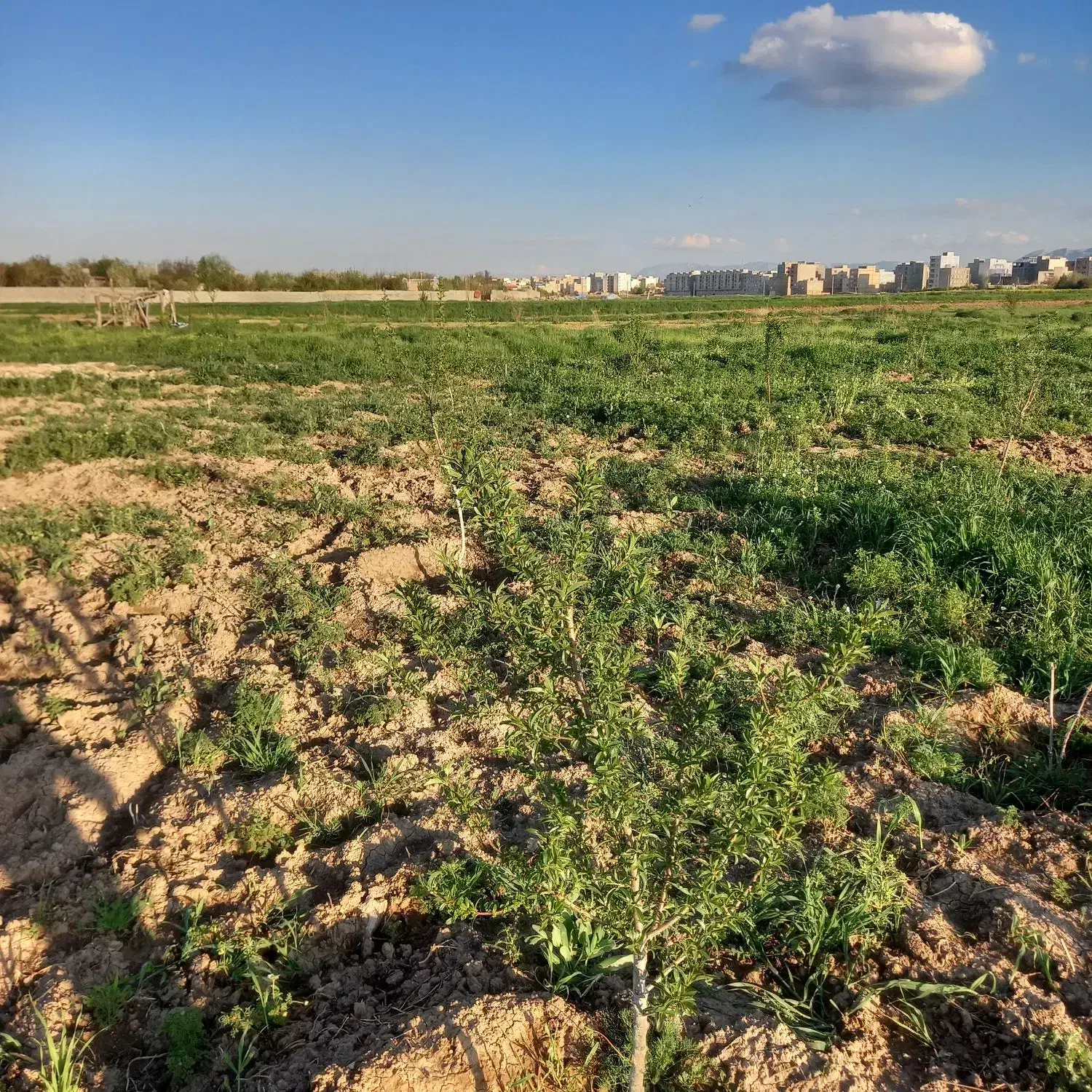باغ دوساله بادام و انگور کهریز الهیه