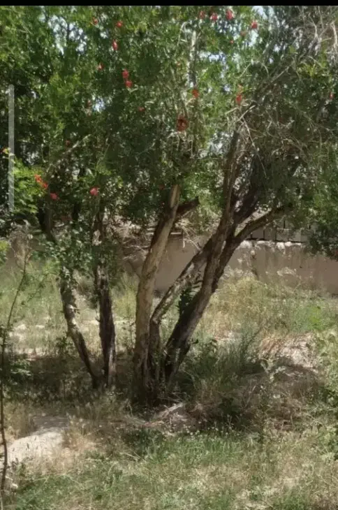 زمین مسکونی فروشی