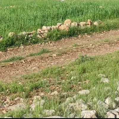 زمین ۵۰متری فاز دو مشاغل