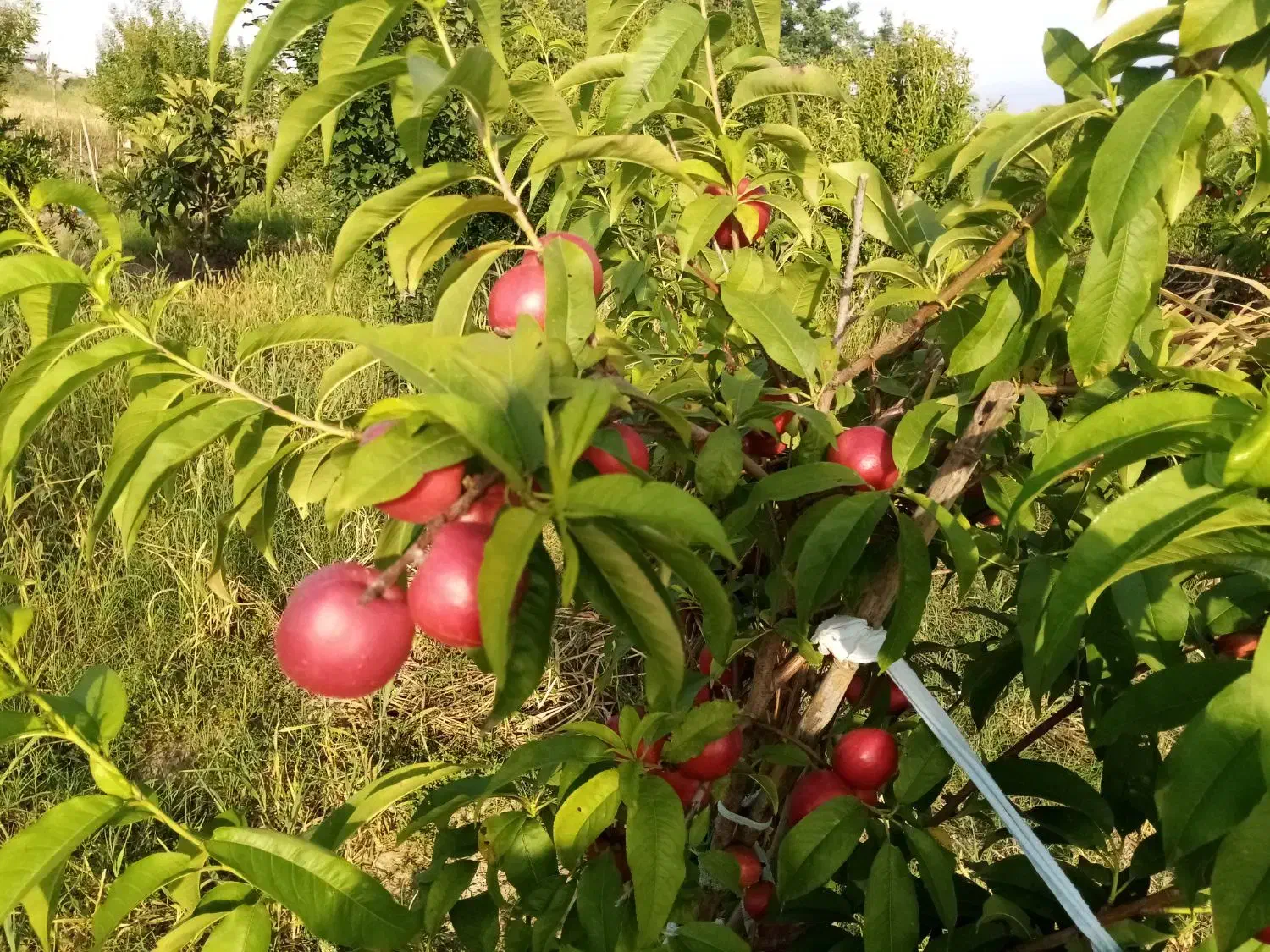 باغ نزدیک بافت _ دسترسی خوب