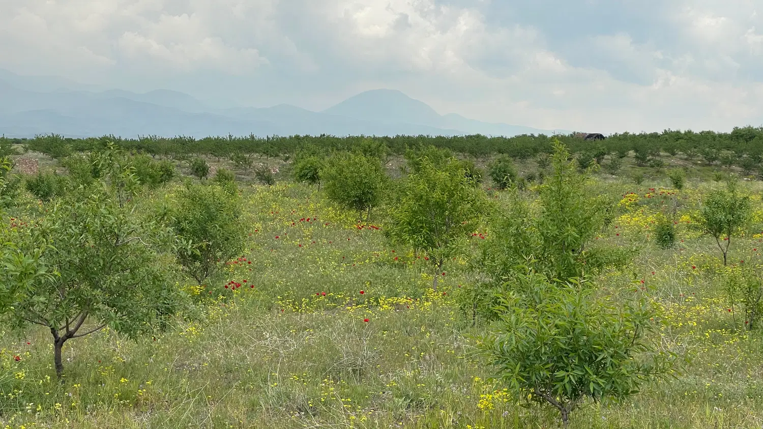 زمین باغی بناب مرند