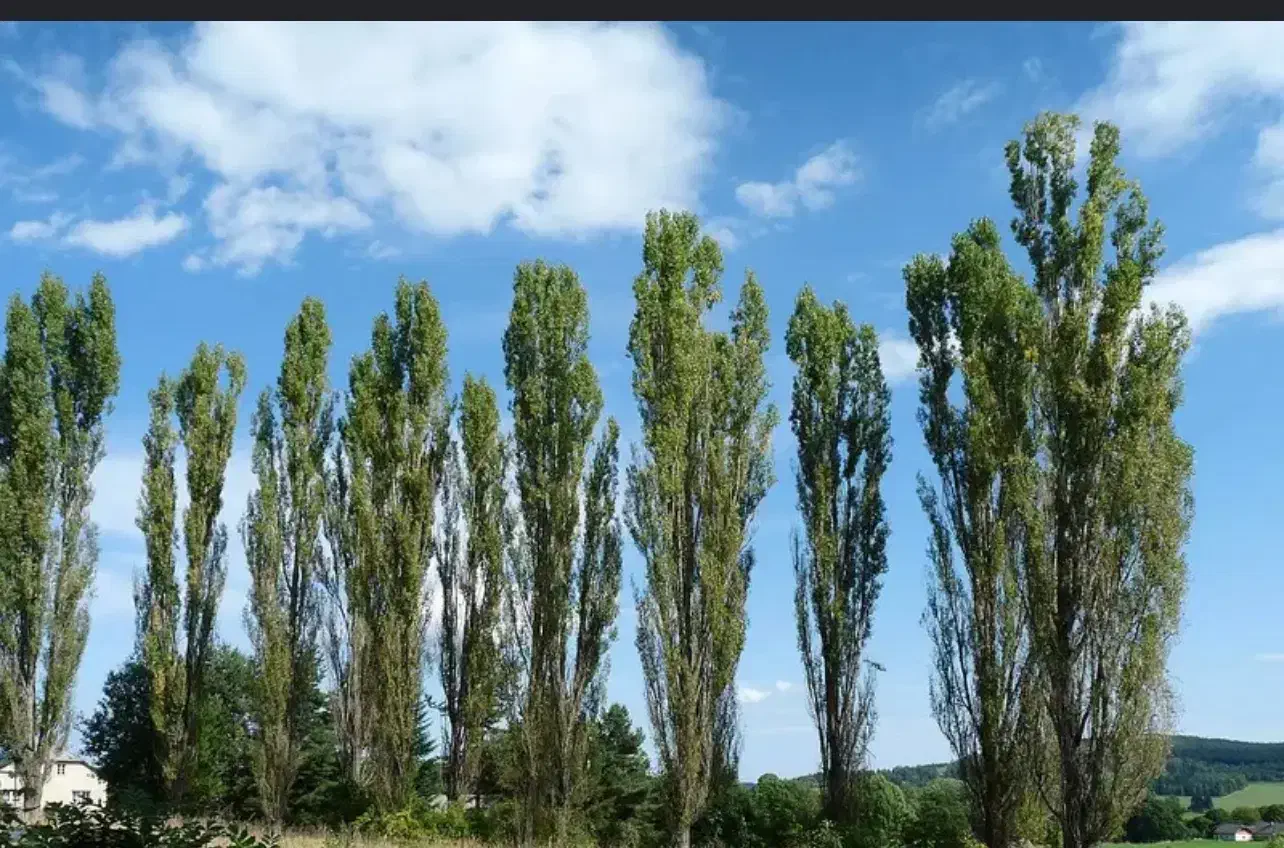 زمین باغی در منطقه ازاد انزلی  ،دهکده فشتکه اول