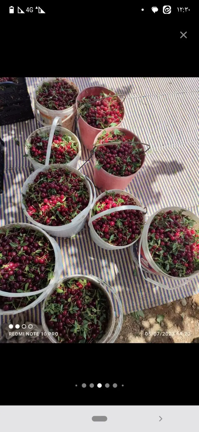 فروش باغ از هزار متر به بالا محدوده پل زمانخان