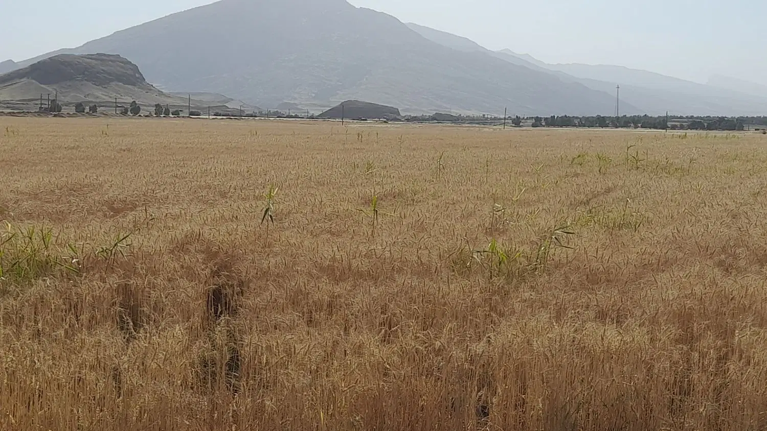 اجاره ۱۸ هکتار زمین آبی با آب چاه مستقل